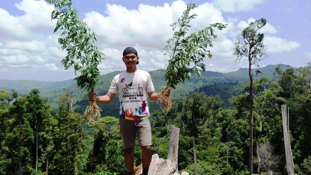 Polres Seluma Ungkap Ladang Ganja di Kawasan Hutan Lindung