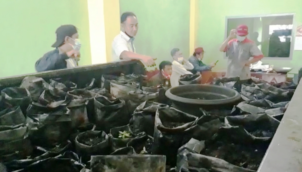 Tim Gabungan Gerebek Ruko Tempat Budidaya Ganja