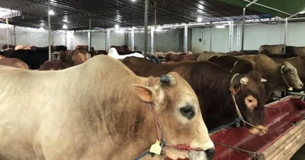 Pemkot Berkurban 44 Ekor Sapi dan 11 Kambing