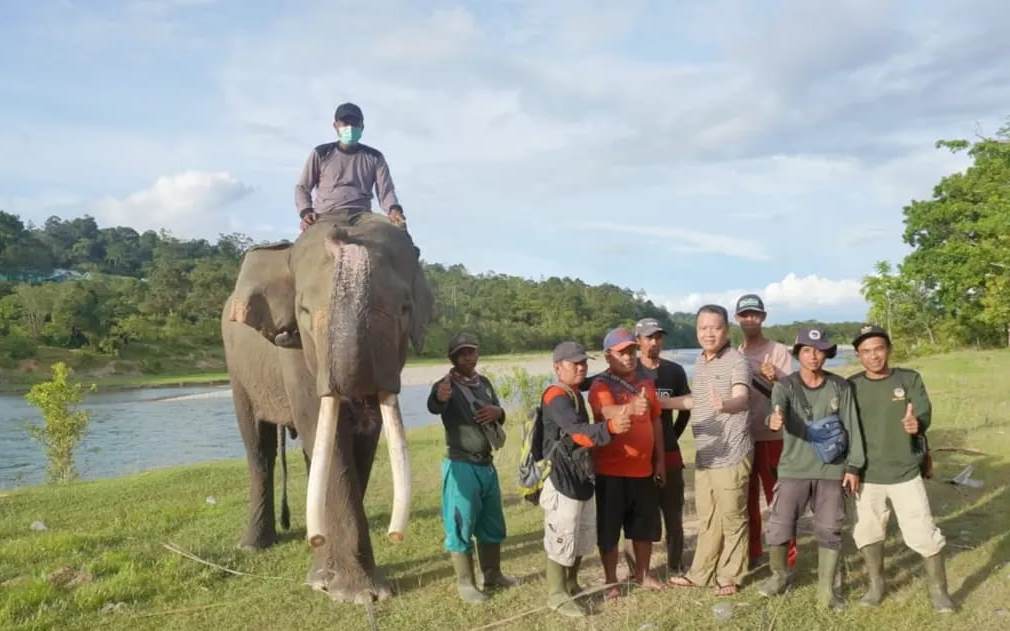 Jaga Habitat Gajah, Gubernur Dukung Hapus Izin Tambang di TWA Seblat