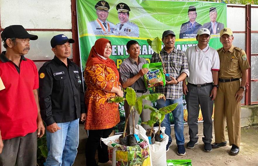 Bernilai Jual Tinggi, Dewan Dorong Petani Kembangkan Pisang Cavendish