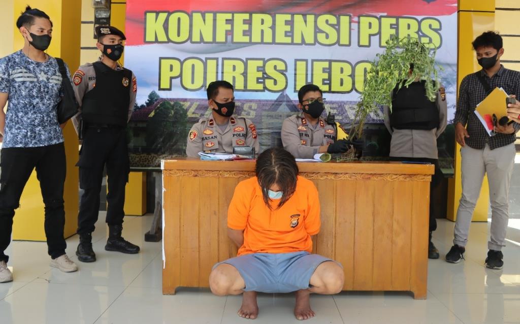 Polres Rejang Lebong Ungkap Ladang Ganja dari Pelaku KDRT