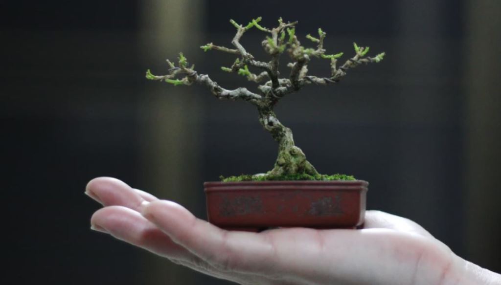 Pesona Tanaman Bonsai Khas Indonesia