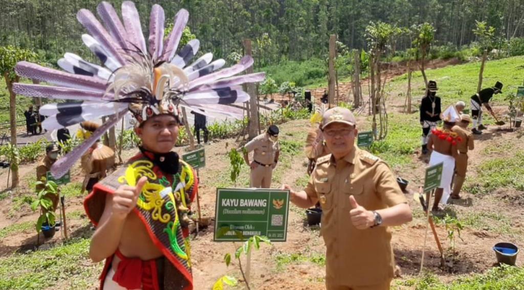 Manfaat Kayu Bawang Sumbangan Bengkulu di IKN