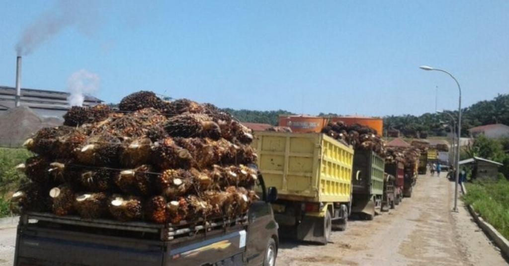 Terbaru, Harga Sawit di Bengkulu Ditetapkan Rp 2.675 per Kg
