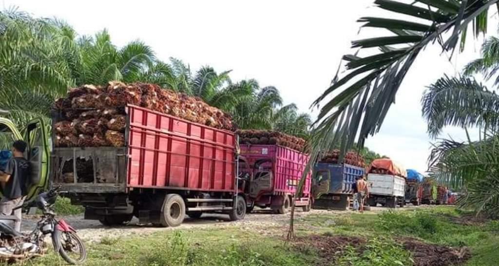 Larangan Ekspor Sawit Resmi Dicabut, Harga Kembali Stabil?