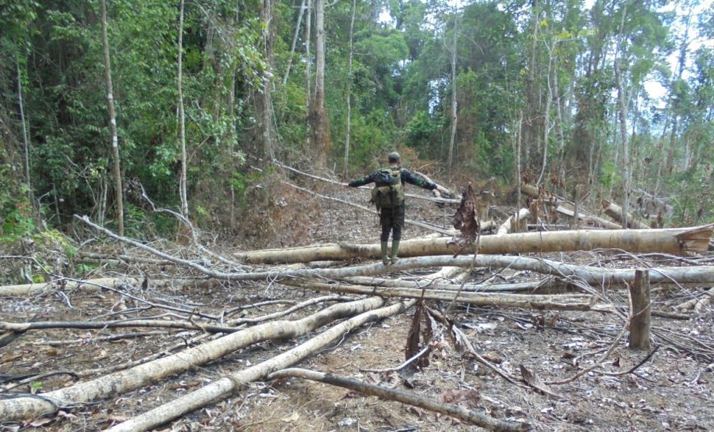 Habitat Gajah di Bengkulu Kembali Dirambah Kebun Sawit