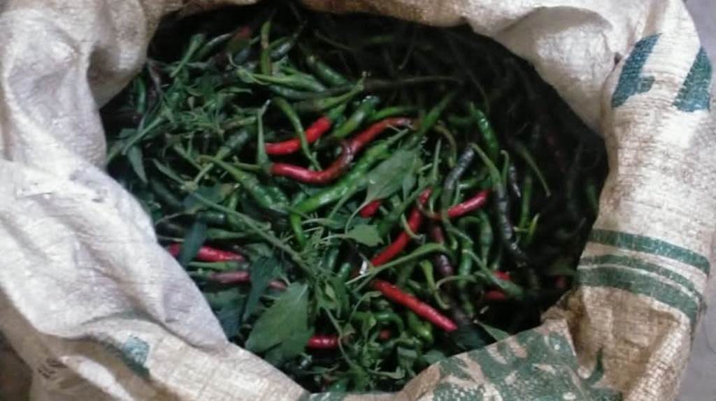 Curi Cabai, 2 Orang Pemuda Benteng Diamankan Polisi