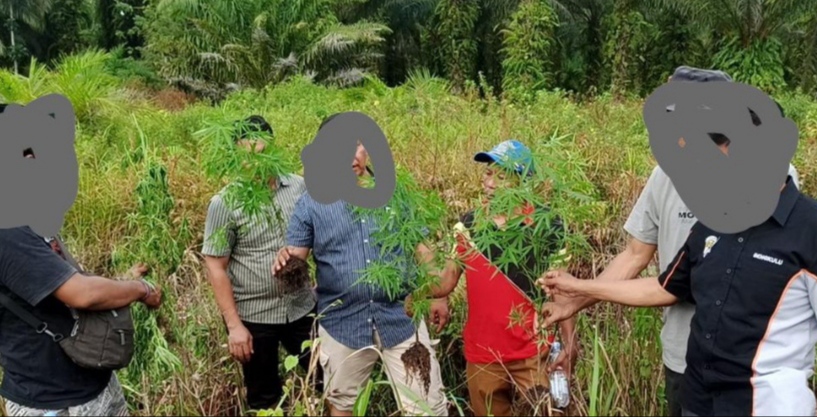Satresnarkoba Polres Seluma Kembali Temukan Ladang Ganja