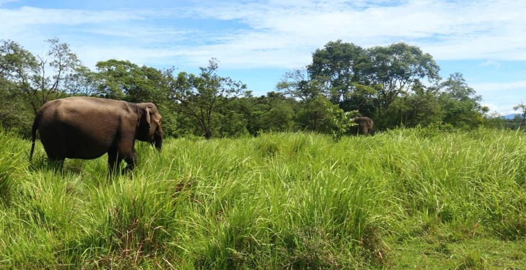 6.358 Ha Habitat Hilang, Gajah Sumatra di Bengkulu Menuju Kepunahan