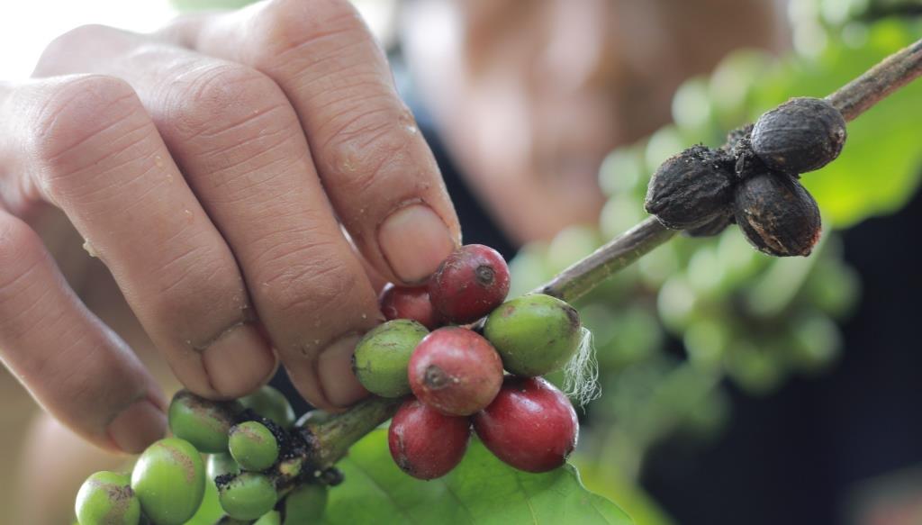 Pemprov Bengkulu Sambut Baik Rencana Pengembangan Kopi Arabika