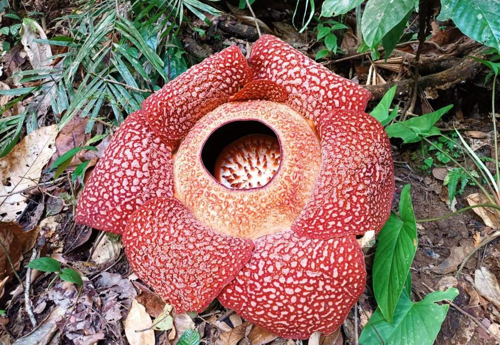 Rafflesia Bengkuluensis Mekar Sempurna di Kawasan Hutan Lindung