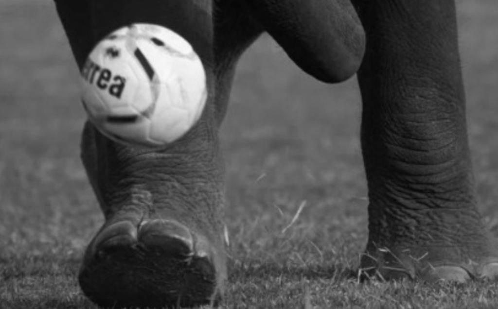 Pilpres Jangan Seperti Sepak Bola Gajah