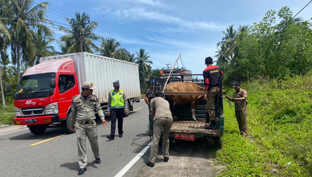 Hewan Ternak Berkeliaran di Jalan Umum Ditertibkan
