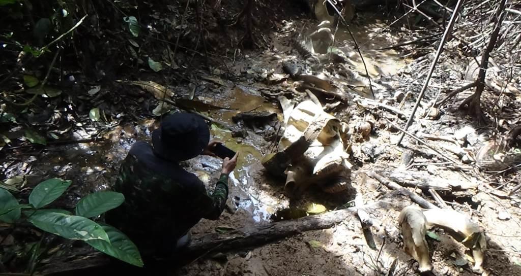 KBAS Sesalkan Kematian Gajah Sumatra di Kawasan Seblat