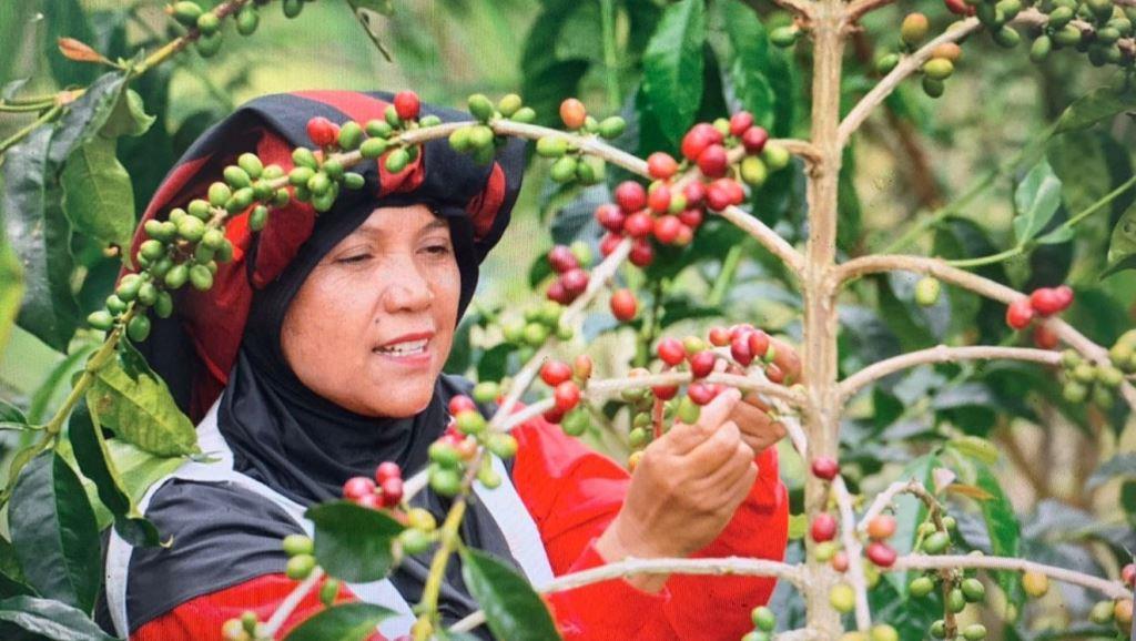 Buah Pemberdayaan UMKM BRI, Kopi Takengon Aceh Sampai ke Amerika
