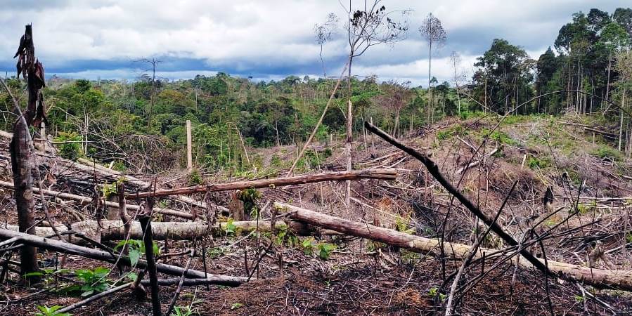 28 Ribu Hektar Kawasan Bentang Alam Seblat Rusak, Ini Temuan Konsorsium