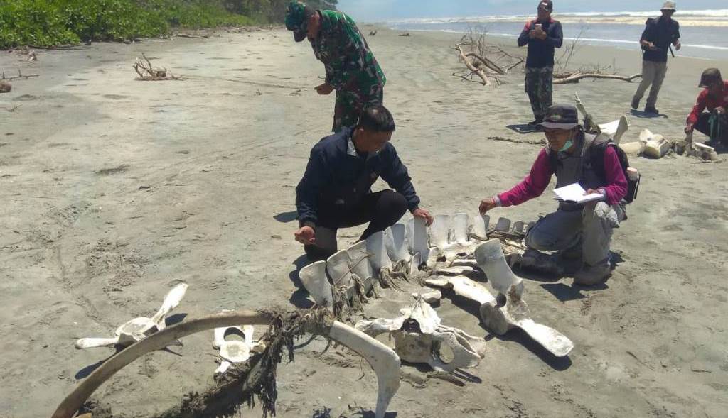 BKSDA Periksa Temuan Kerangka Hewan Raksasa di Seluma
