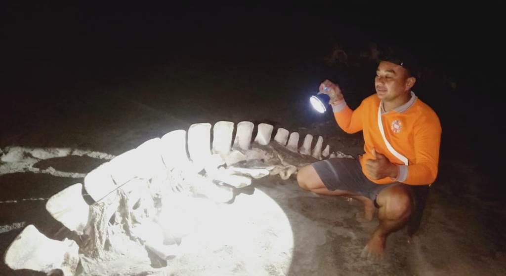 Warga Seluma Temukan Kerangka Hewan Raksasa