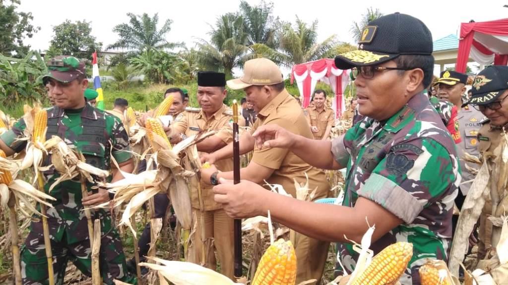 Panen Jagung Bersama Kodim 0425, Bupati Erwin: Upaya Jaga Ketahanan Pangan