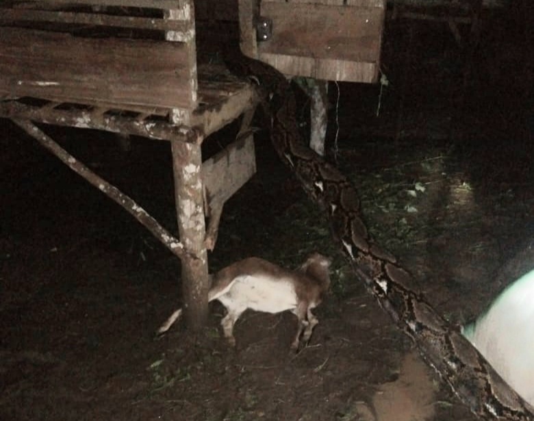 Berukuran 8 Meter, Ular Piton Ini Nyaris Telan 2 Kambing Warga