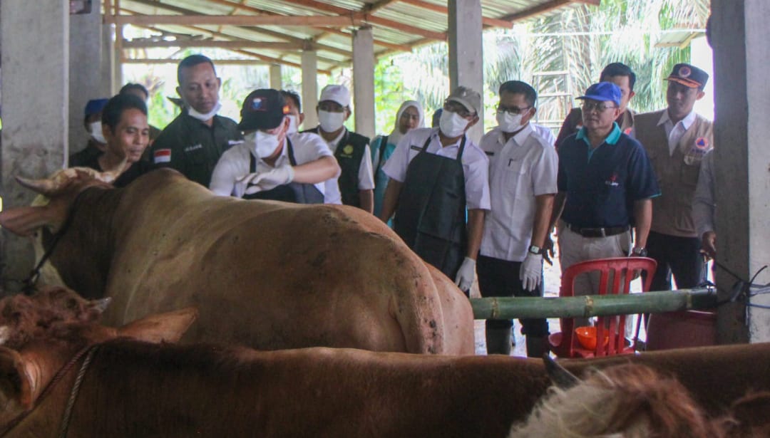Pemprov Bengkulu Gencarkan Vaksinasi Ternak Tekan PMK