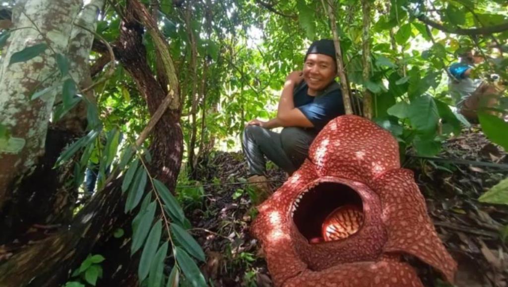 Bunga Rafflesia Berhasil Dibudidayakan, Kini Jadi Wisata Edukasi