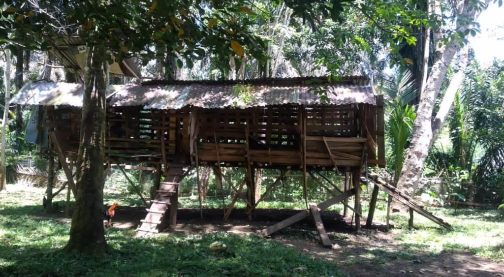 Waspada! Spesialis Curnak Berkeliaran di Seluma, 8 Kambing Warga Telah Hilang