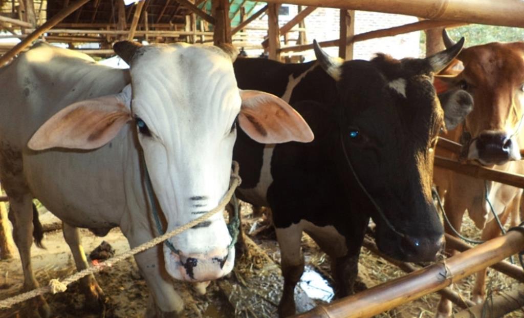 Idul Adha Besok, Pemkot Salurkan 52 Ekor Sapi dan 9 Ekor Kambing