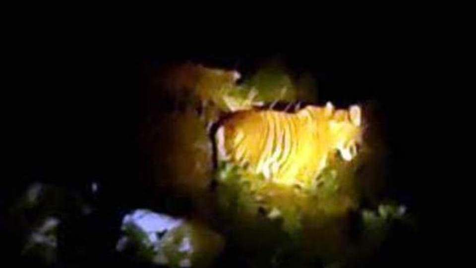 Warga Cemas, Harimau Masih Berkeliaran di Sekitar Pemukiman