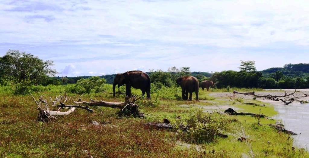 Konsorsium: Selamatkan Bentang Alam Seblat, Habitat Terakhir Gajah Sumatera
