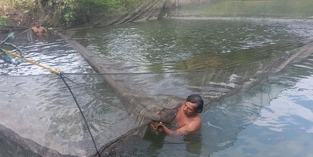 DKP Manfaatkan Potensi Budidaya Ikan Air Tawar untuk Peningkatan Produksi dan Ekonomi Masyarakat