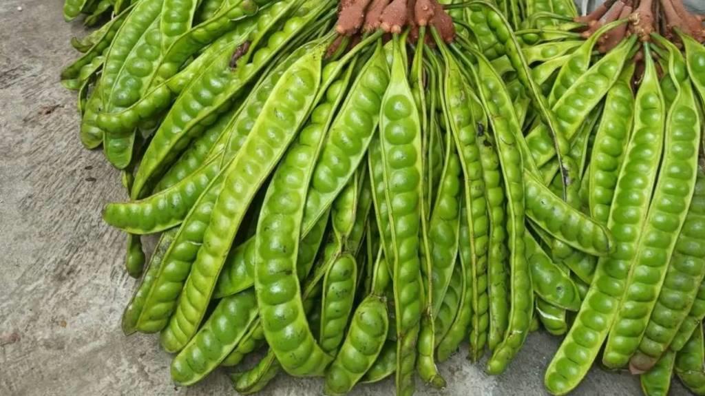 Manfaat Petai: Antioksidan, untuk Diet hingga Kesehatan Jantung