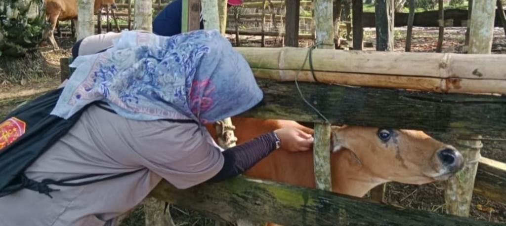 Distan Mukomuko Beri Pengobatan Sapi Milik Warga Desa Pasar Sebelah