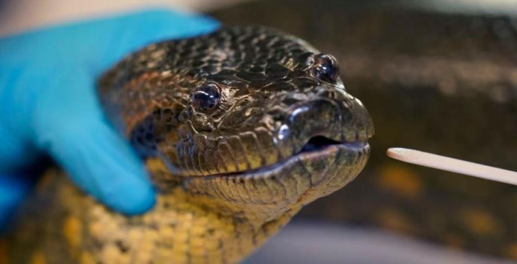 Spesies Baru Anakonda Ditemukan di Hutan Amazon