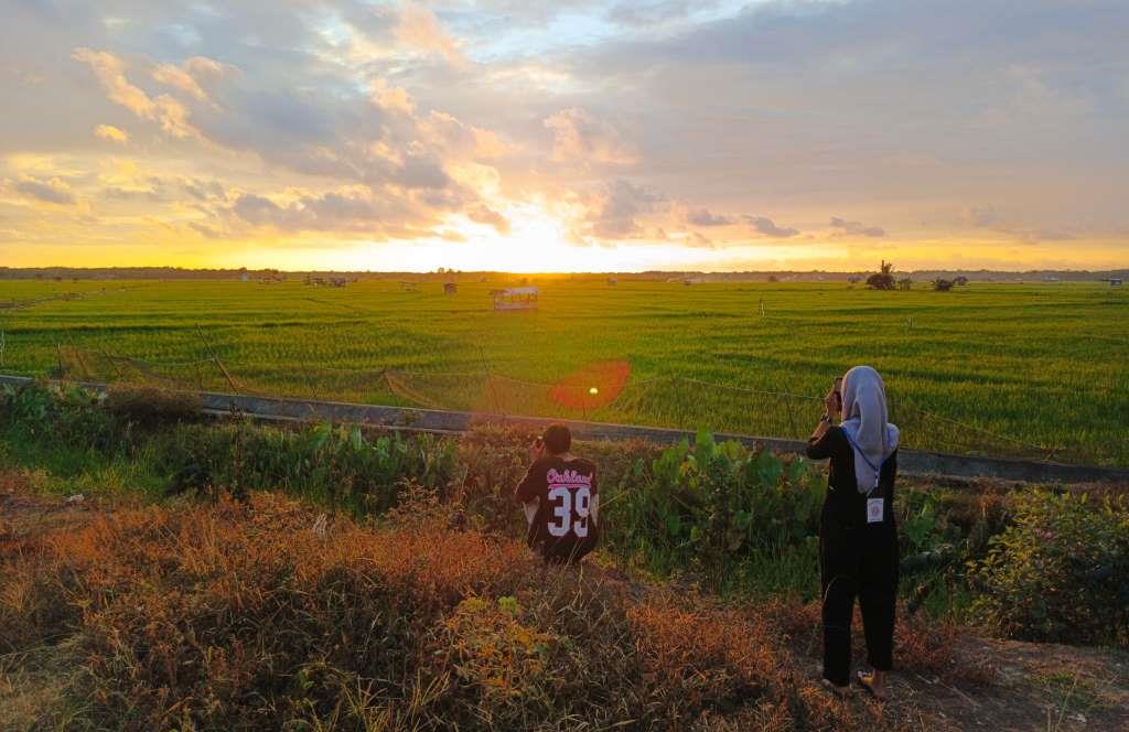 Eksotisnya Persawahan Talang Semut, Favorit Warga Seluma Berburu Sunset Ramadan