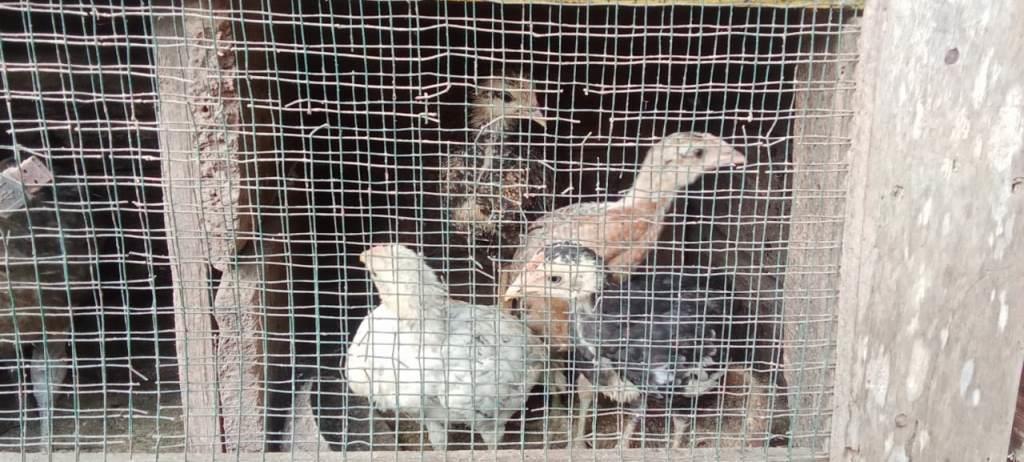 Kades Talang Rendah Sulit Dikonfirmasi Usai Bantuan Pengadaan Unggas Ditolak Warga