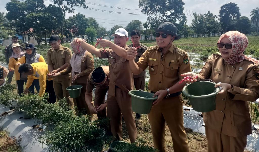 Sekda Sukarni Panen Cabe Merah, Gertam Jadi Siasat Mengatasi Inflasi