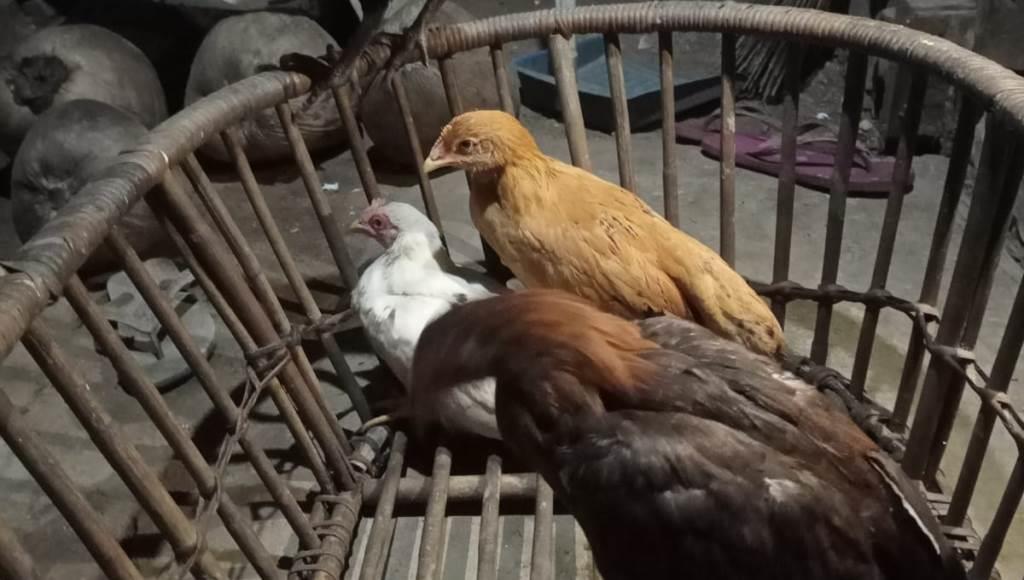 Telan Anggaran Rp 151 Juta, Pengadaan Ayam Desa Mekar Sari Seluma Diduga Mark Up