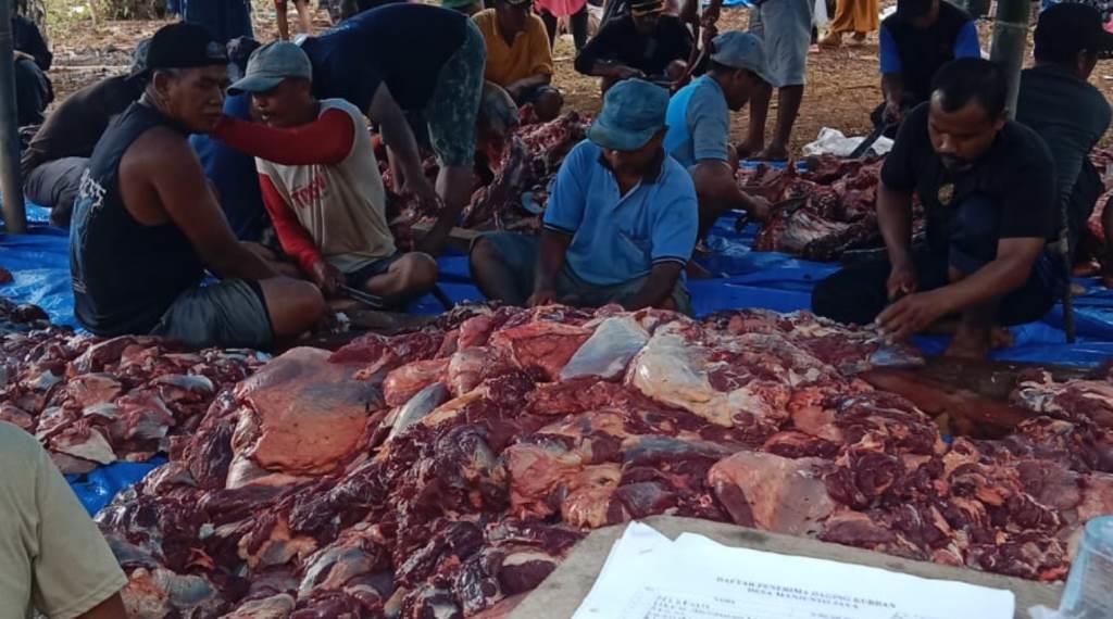 Tak Tanggung-tanggung, Desa Manjunto Jaya Kurban 15 Ekor Sapi