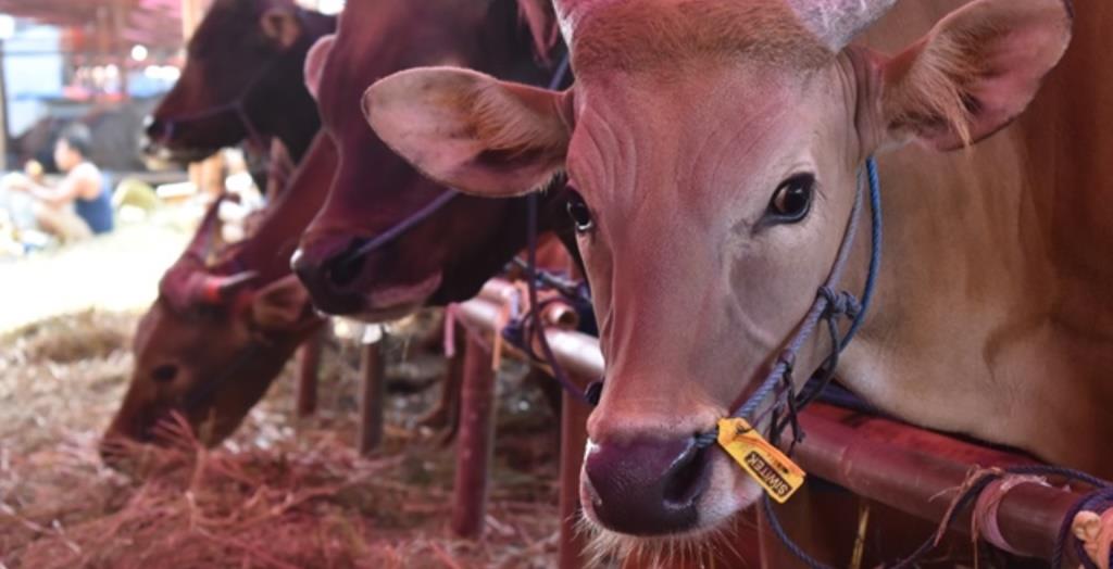 Pemkab Lebong Bagikan 19 Ekor Sapi Kurban untuk Masyarakat