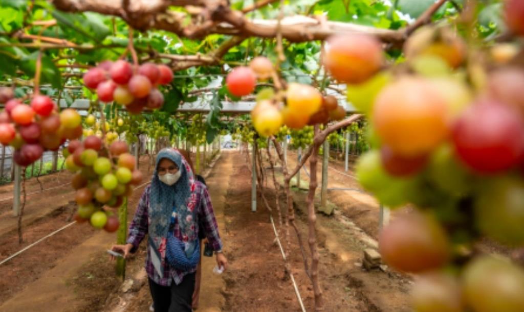 Pemanfaatan Lahan Kering, Peluang Besar Pertanian Indonesia