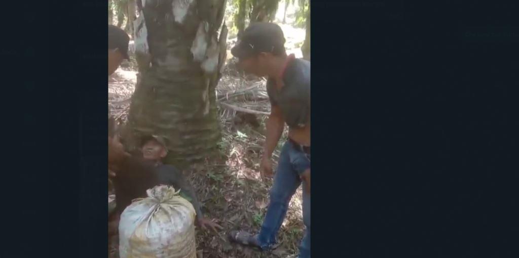 Viral Pria Tua Pengumpul Brondol Sawit Diintimidasi, Kejadian di Seluma