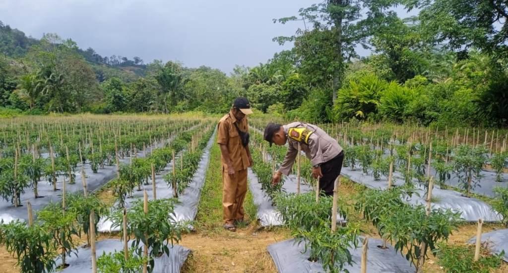 Polsek Talo Seluma Tinjau Lahan Ketahanan Pangan Dukung Program Asta Cita