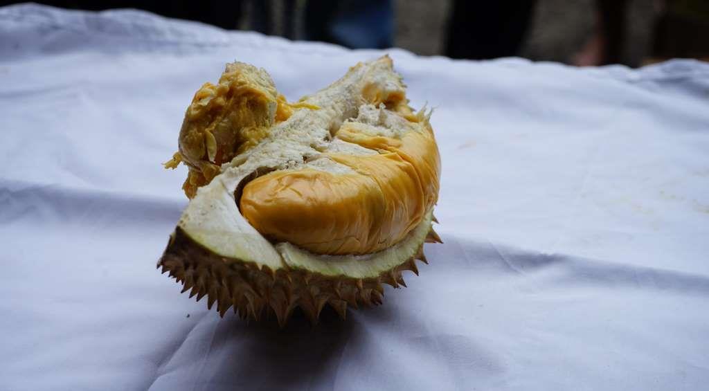 Durian Bengkulu