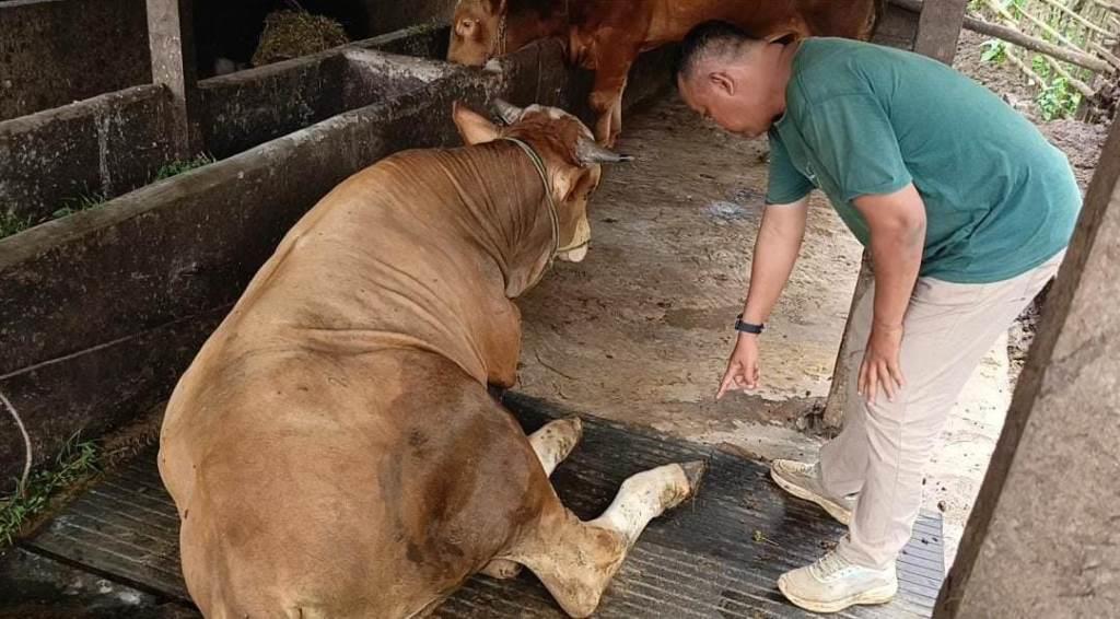 Ratusan Sapi di Seluma Terjangkit PMK, Proses Pemulihan Terus Berlanjut