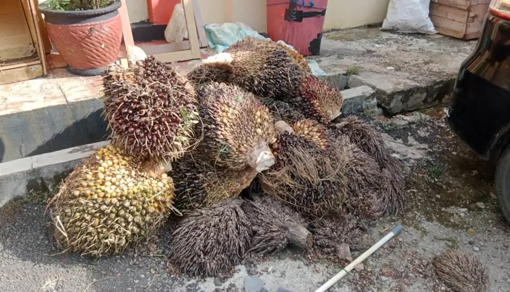 Dituduh Maling Sawit, Masyarakat Adat Serawai Ditangkap dan Dipukuli