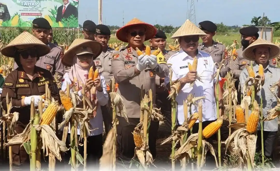 Dukung Swasembada Pangan, Kota Bengkulu Panen Raya Jagung Serentak Tahap I