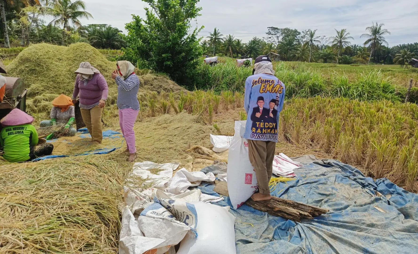 Hasil Panen Menurun, Petani Seluma Keluhkan Pupuk Mahal Hingga Sistem Irigasi