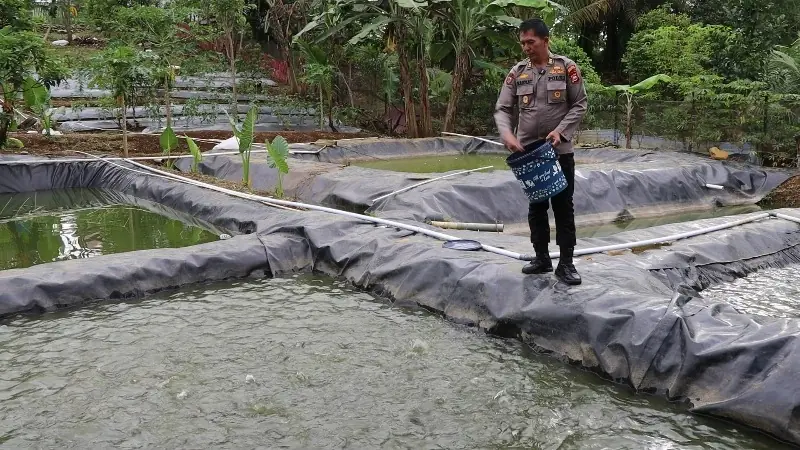 Kabag SDM Polres Bengkulu Utara, AKP Rahmat saat memberikan pakan ikan di kolam miliknya, Foto: Dok